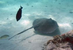 Grand Cayman Island natural light Olypus 5050 PT-015 housing by Steven Pahel 